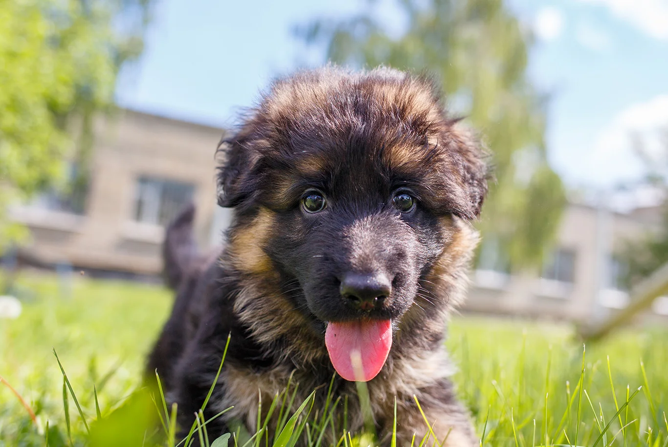 Chiot Berger Allemand joyeux de face